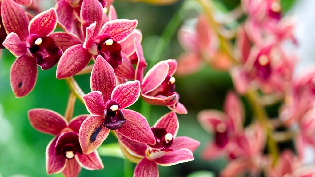 Orchidea gondiozása
