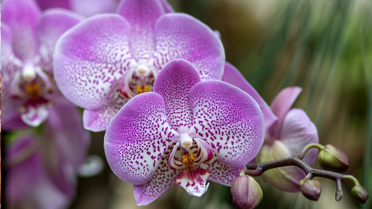 orchidea gondozása