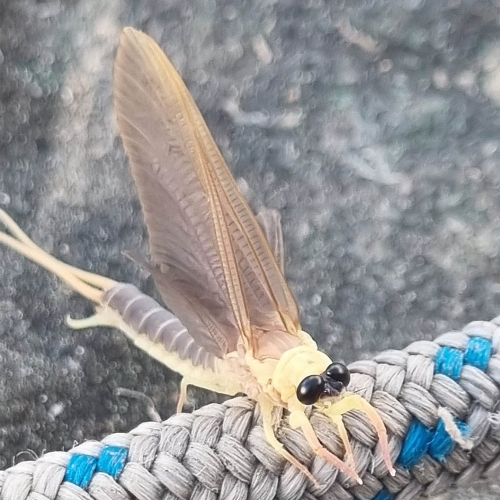 Palingenia longicauda, azaz a tiszavirág