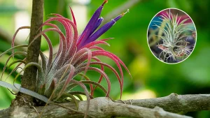 Tillandsia