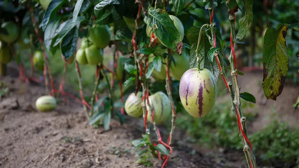 Pepino Gold lugas