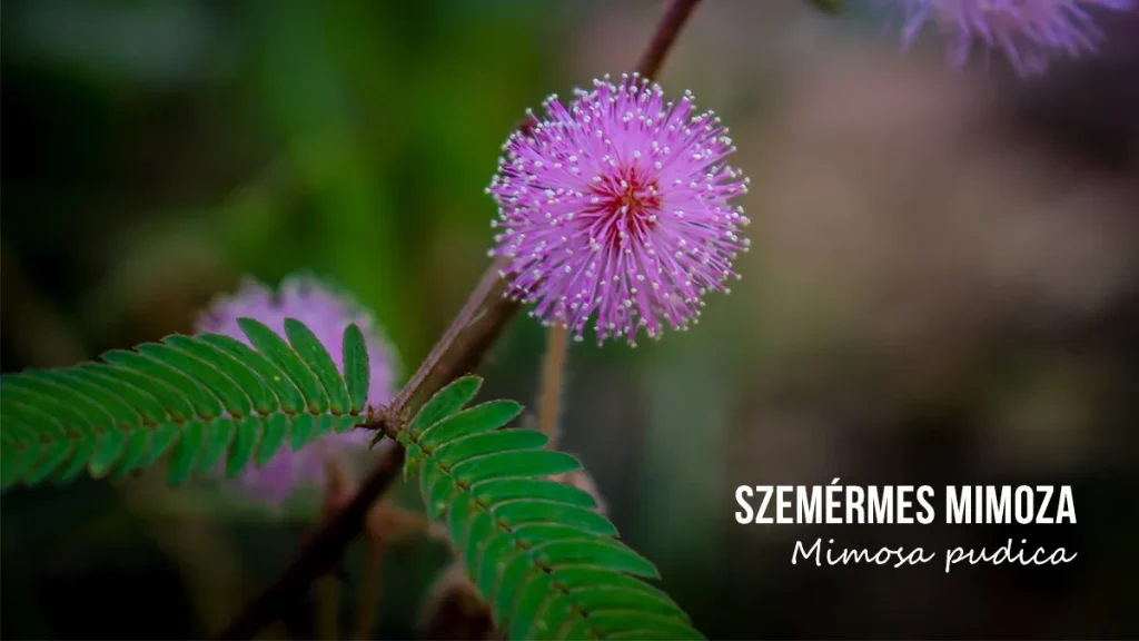 szemérmes mimoza - Mimosa pudica