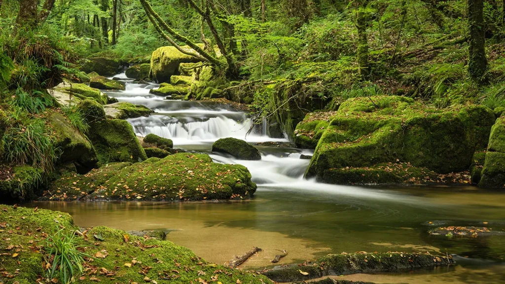 vizes élőhelyek