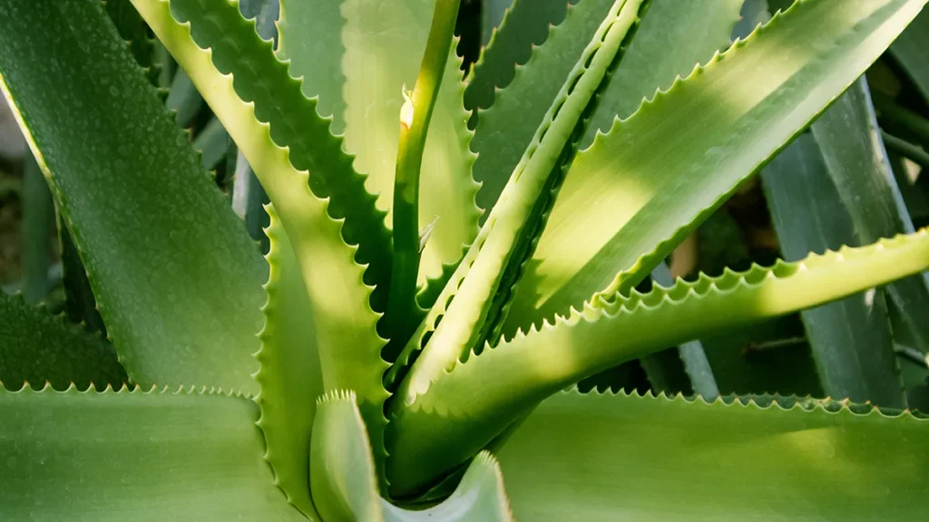 Aloe vera