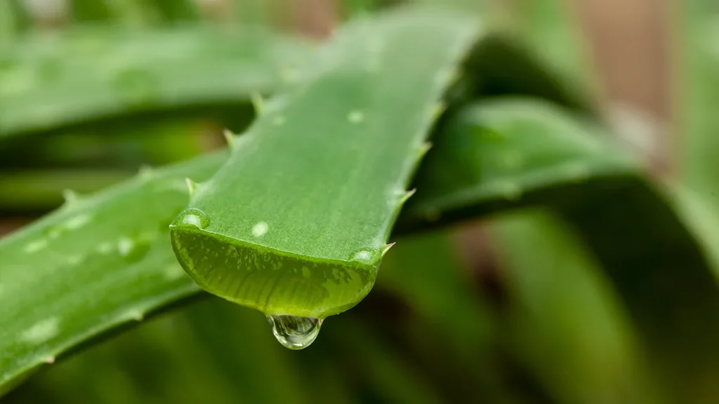 aloe vera