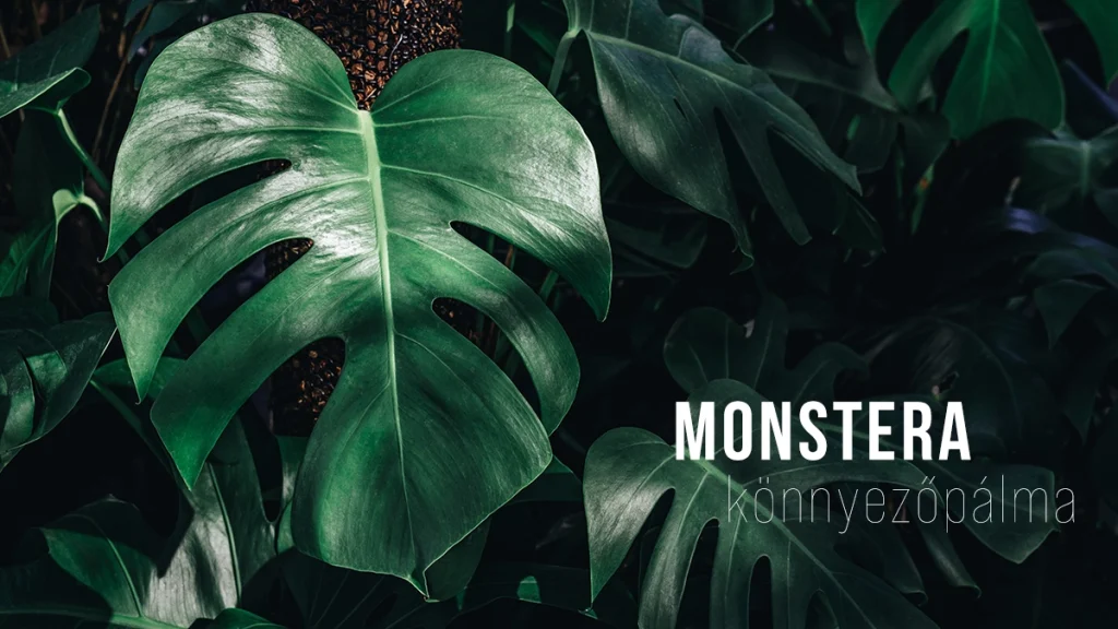 monstera - könnyezőpálma