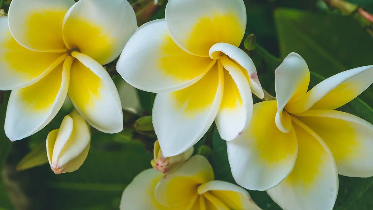 plumeria gondozása