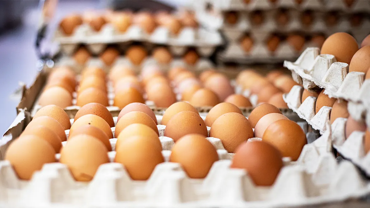 Állat jólét a Kereki Tojás fejlesztésében – hogyan válik a modernizáció valódi előnnyé a tyúkok számára