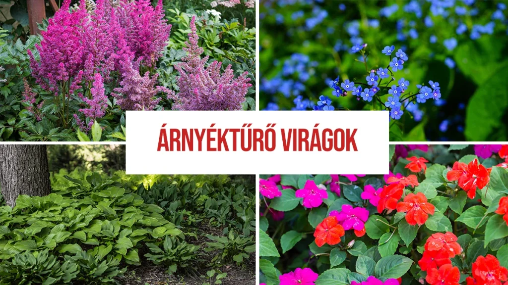 Árnyéktűrő virágok