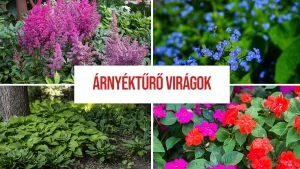 Árnyéktűrő virágok