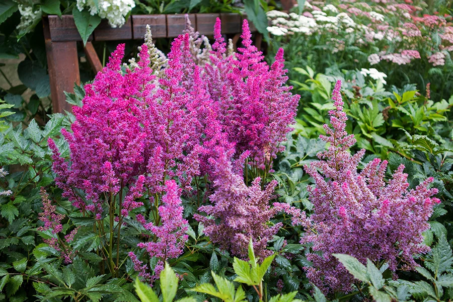 Árnyéktűrő virágok: Astilbe