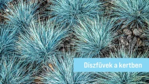 díszfüvek