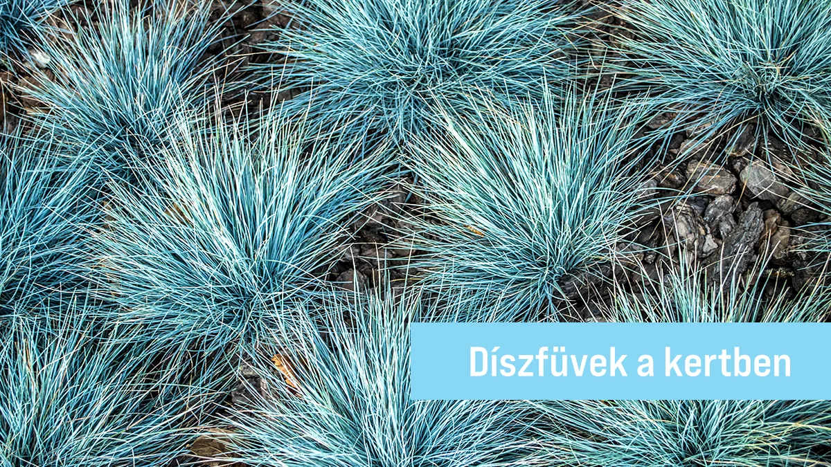 Díszfüvek a kertben – Természetes szépség, kevés gondozással