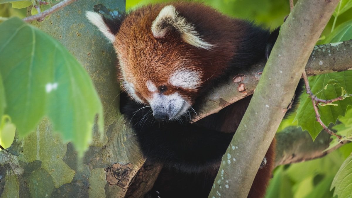 A Firefox kihalás szélén állhat a Google-per következtében
