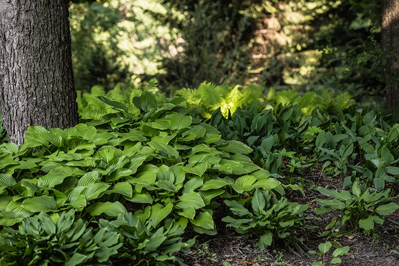 Hosta