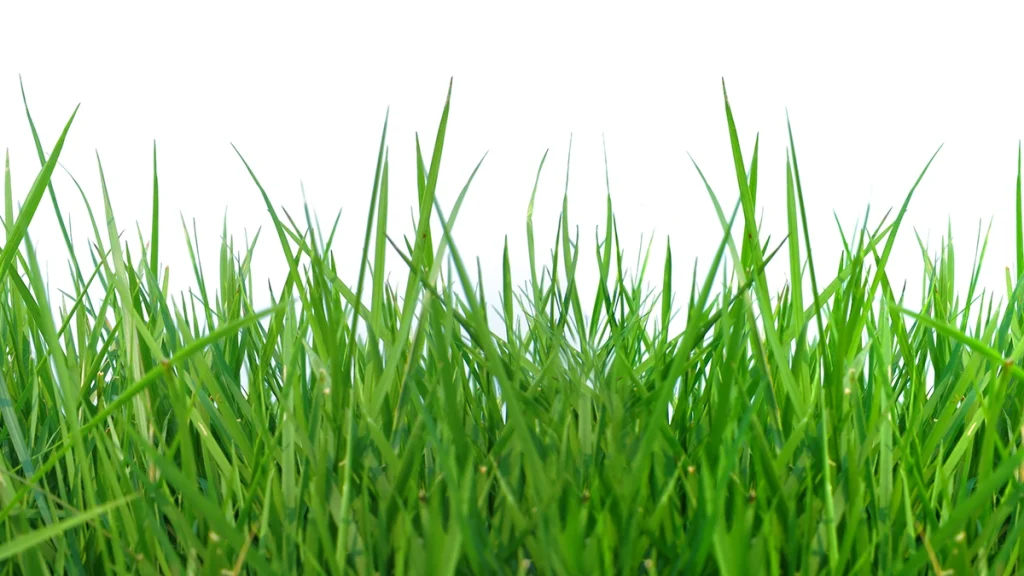 No Mow June mozgalom: Miért ne nyírjuk le a füvet júniusban