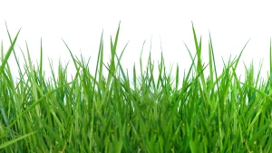 No Mow June mozgalom: Miért ne nyírjuk le a füvet júniusban