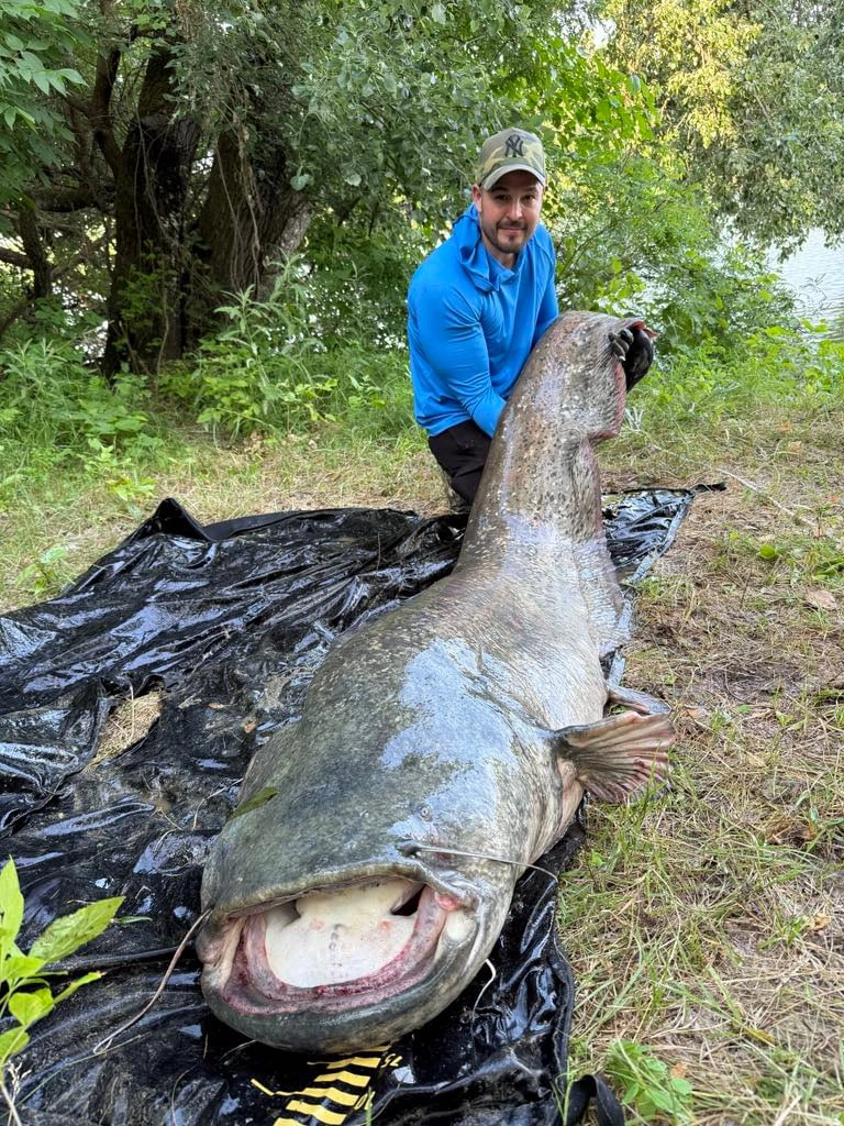 95 kg-os harcsa a Tiszán