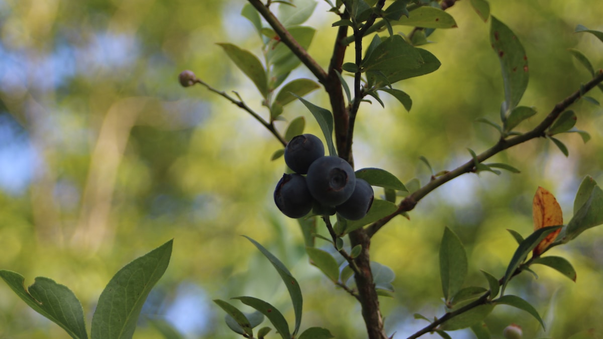 A kék áfonya titkai – hogyan nyerd ki a legtöbbet az antioxidánsokból