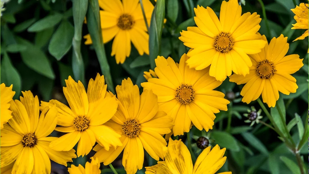 Menyecskeszem (Coreopsis)