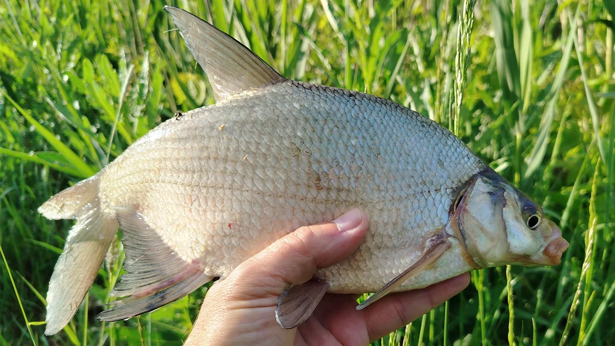 Dévér tilalom – mit jelent ez a szenvedélyes pecásoknak?