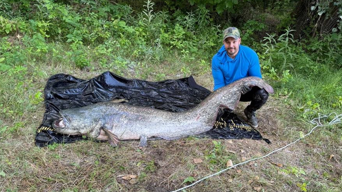 Megfogták a Tisza Titkos Szörnyét – Ez a 95 kg-os harcsa Örök élmény marad a horgász számára