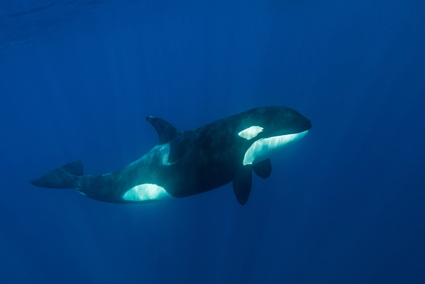 Kardszárnyú delfin