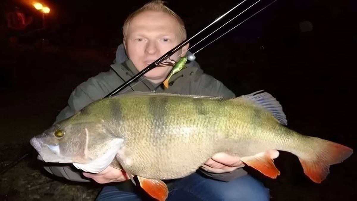 Világrekord sügér 2,9 kg: izgalmas kutatás a legnagyobb fogások nyomában