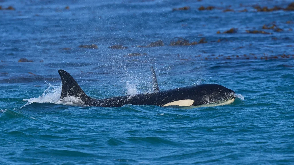 gyilkos orca támadás