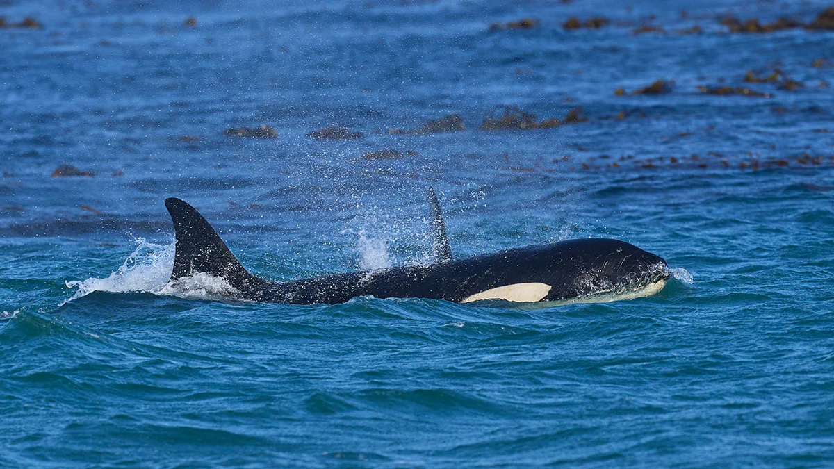 Gyilkos orca támadás – 3 dermesztő ok