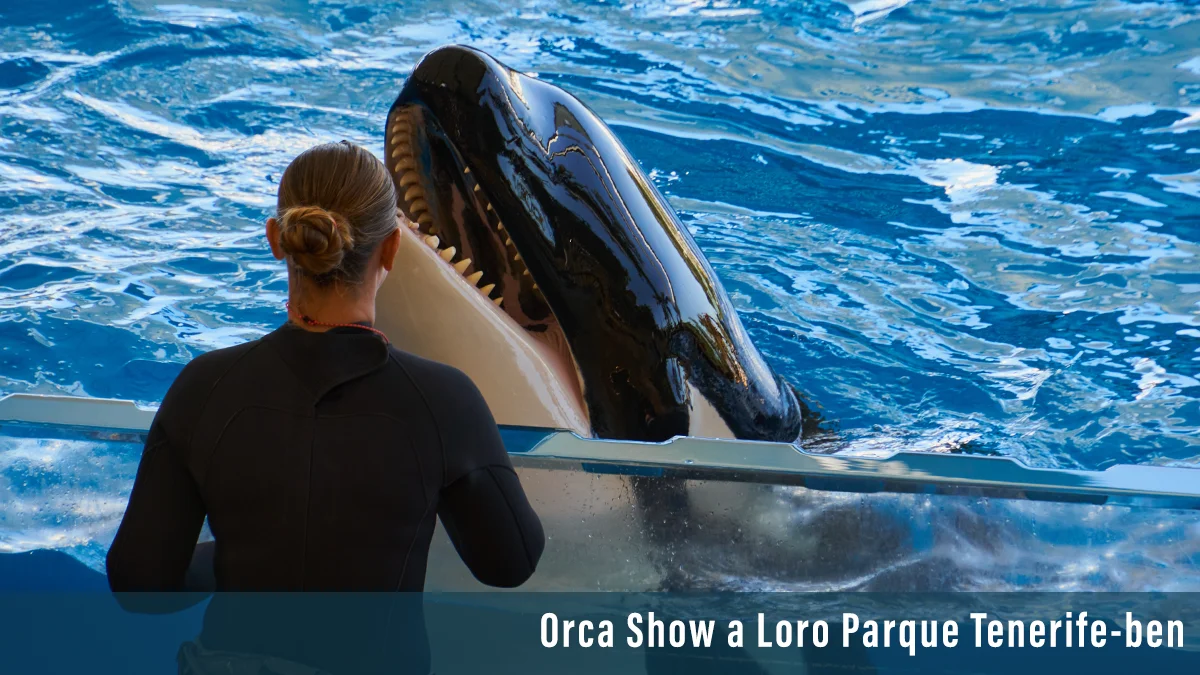 Jessica Radcliffe és a gyilkos orca – hoax vagy valóság?