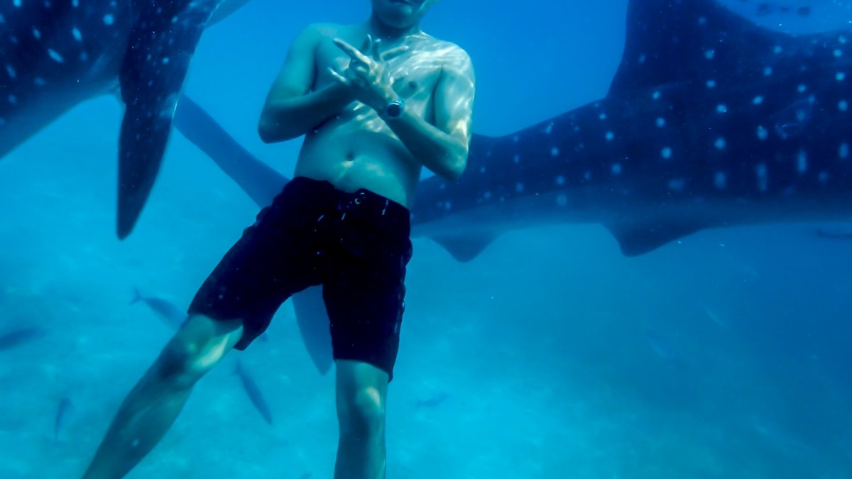 Bálnacápák sebei az emberi tevékenység árnyékában Bálnacápák sebei az emberi tevékenység árnyékában