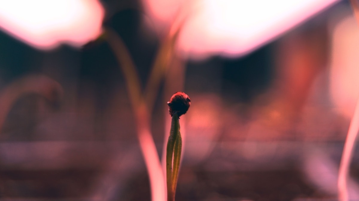 Az EU kisebbségi csábítás Ukrajnában Az EU kisebbségi csábítás Ukrajnában