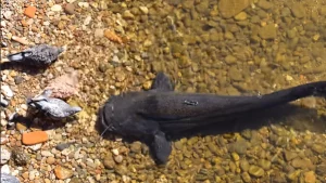 harcsa a parton vadászik