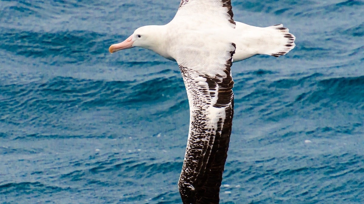 Megmentett albatrosz – horgok nélkül a tengerben Megmentett albatrosz – horgok nélkül a tengerben