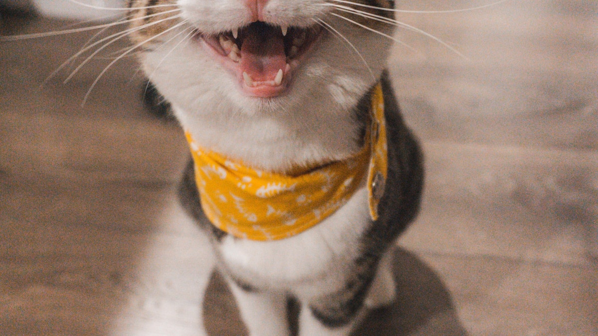 A macskák módszere a sikeres karrierépítéshez