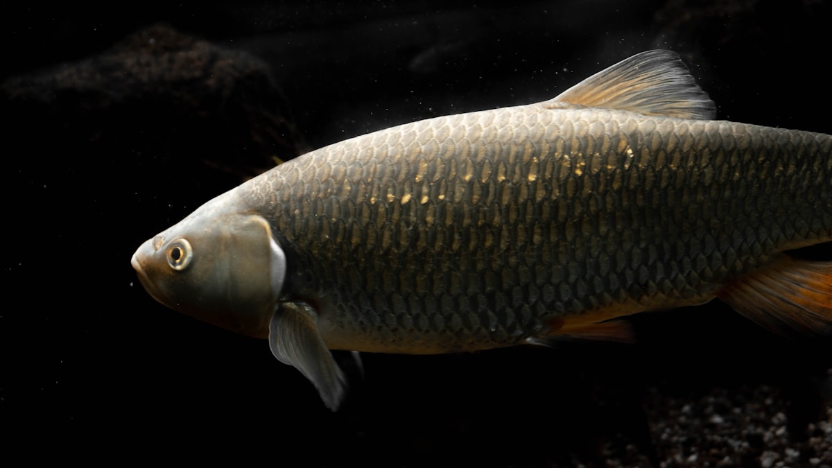 A Nagy-tavak inváziós harcsa