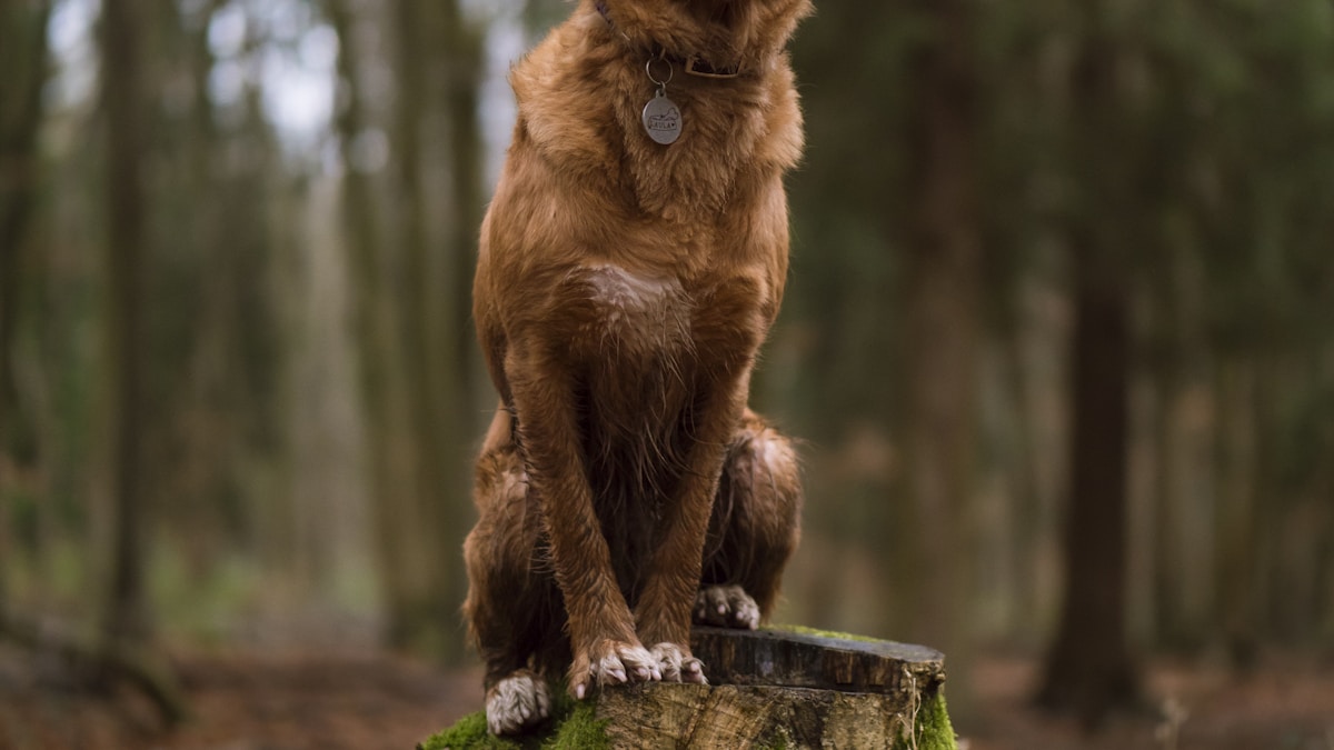A Fantom Tűzhely Forradalma