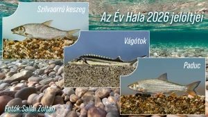 az év hala 2026
