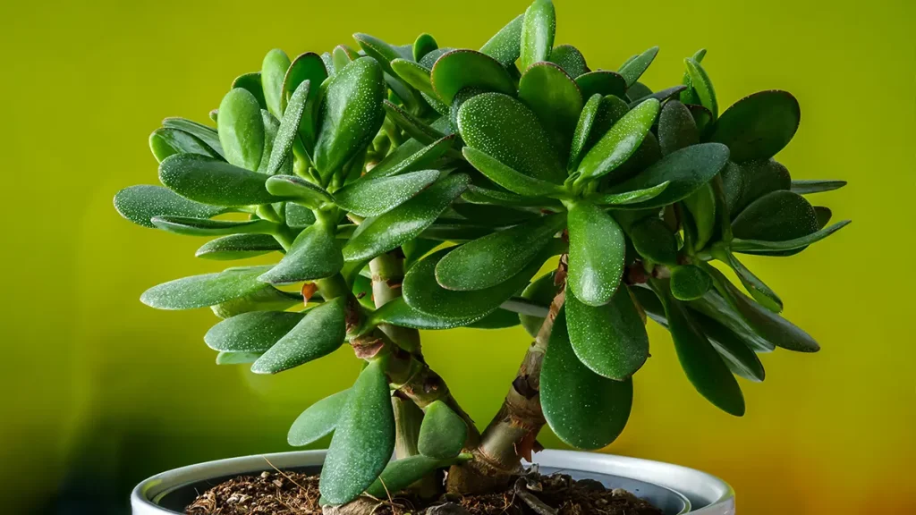 crassula ovata