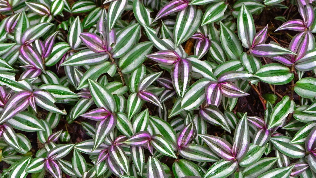 Gyógyhatású szobanövények