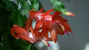 Karacsonyi kaktusz gondozása