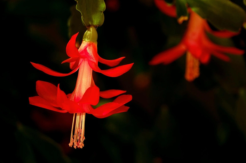 karacsonyi kaktusz virága