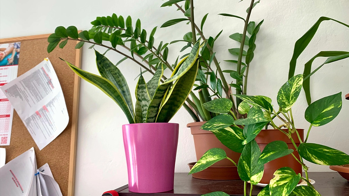 Szobai levegőtisztító növények – 3 döbbenetes növény: így varázsol frissebb levegőt az anyósnyelv, a legénypálma és a szobai futóka