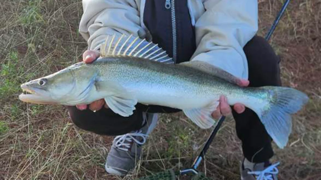 Süllő tilalom 2026