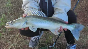 Süllő tilalom 2026