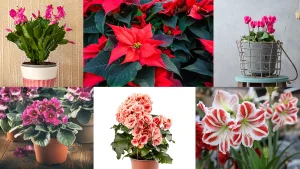 Télen virágzó szobanövények