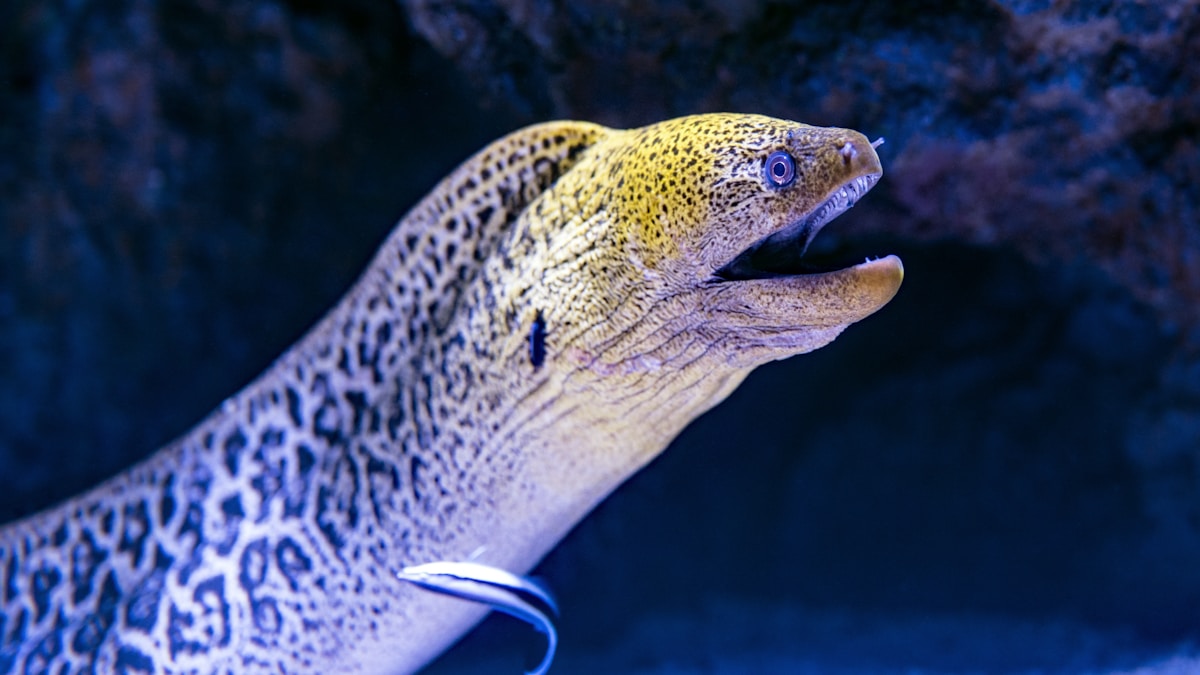 A haiti bűnbandák új aranybányája: az angolna