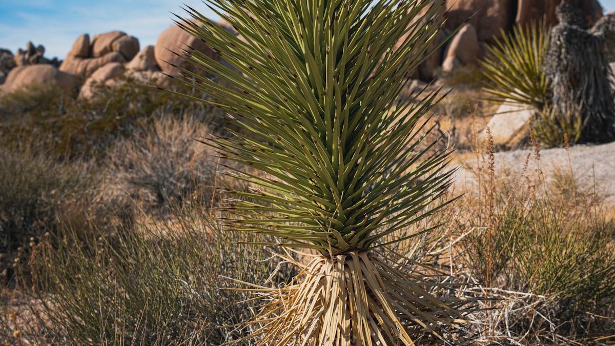 Joshua és Paul párbajának mögött álló igazság