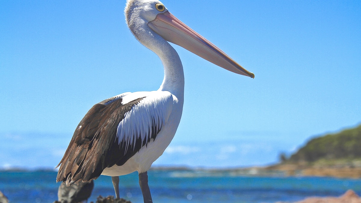 Olajjal borított pelikán válik szimbólummá a partvédelemért Olajjal borított pelikán válik szimbólummá a partvédelemért